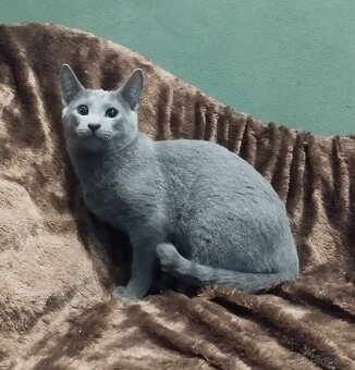 Ruská modrá kočka - kotě - 2