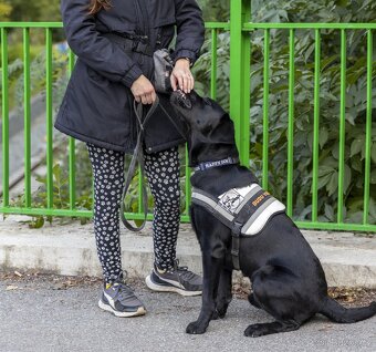 Černý labradorský retrívr - 2