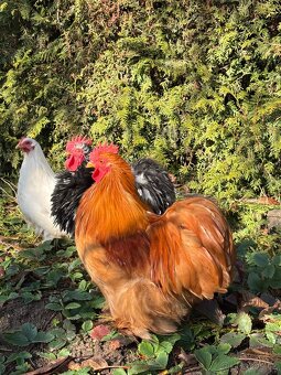 Kočinka zakrslá - 2