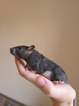 Potkan rex samička - 2