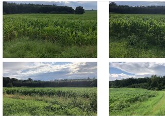 podíl pole Librantice 1/12 6373m2 - 2