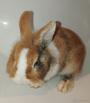 Zakrslý králíček bez PP sameček Gimmy - 2