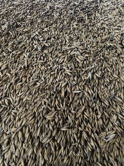 Pšenice, ječmen, oves - 2