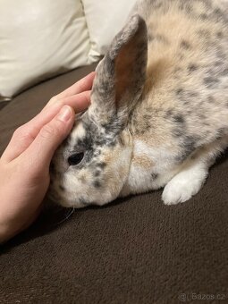 Prodám králíčka - 2