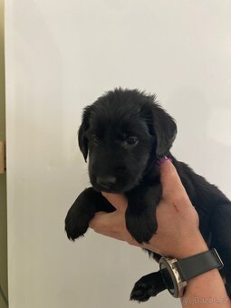 štěňátka Flat Coated Retriever - 2