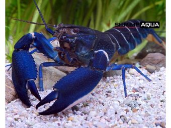 Největší ON-LINE AKVARISTIKA - www.shrimpaqua.eu - 2