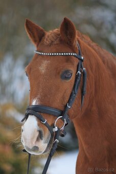 Sportovní pony kategorie A - PRODÁN - 2