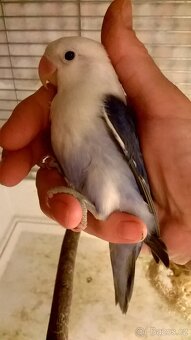 Agapornis Fisery rucne dokrmene 3 m - 2