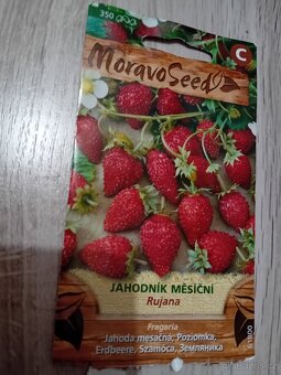 Sazenice měsíčních jahod - 2