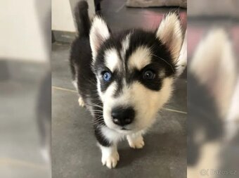 Úžasná štěňata sibiřského huskyho - 2