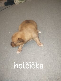 Štěňata - 2