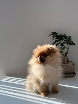 Fenka pomeranian - 2