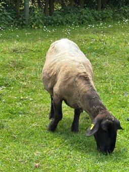 Ovce Suffolk - 2