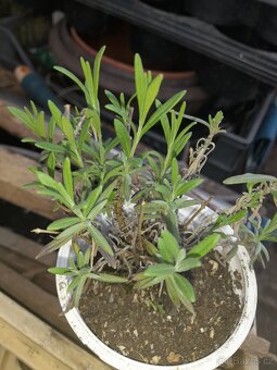 Šalvěj muškátová,levandule,hoja-voskovka - 2