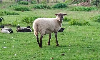 Ovce Suffolk - 2