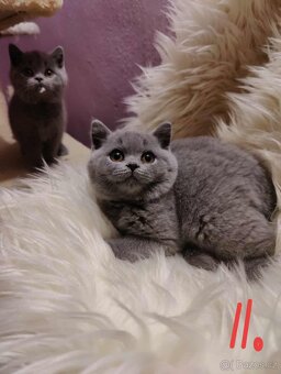 Britská modrá krátkosrstá  koťata s pp - 2