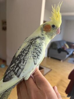 Ochočená korela mládě - 2