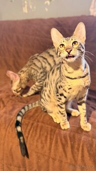 Savannah F6SBT s PP - 2