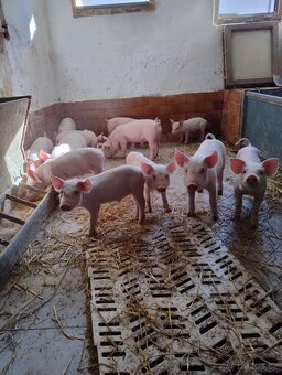 Prase, vepřové, půlky - 2