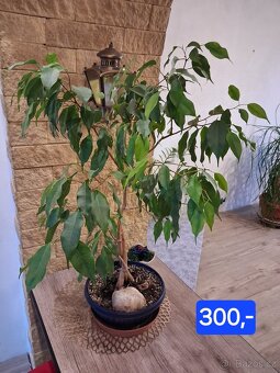 Pokojové rostliny 1 - 2