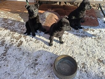 Německý ovčák, štěňata - 2