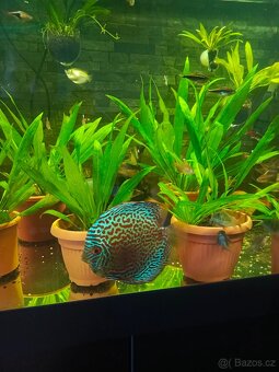 Terčovec leopard blue - 2