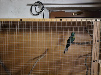 Papoušek mnohobarvy - 2