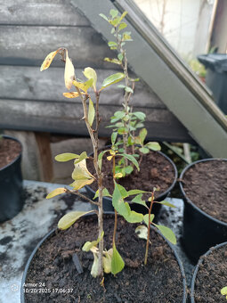 Kdoulovec Japonský - 2