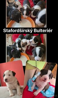 STAFORDŠÍRSKÝ BULTERIÉR - 2