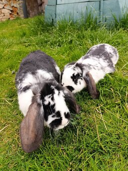 Francouzský beran - 2