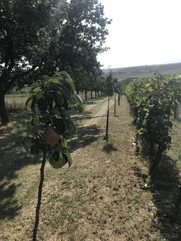 Prodám vinohrad s ovocným sadem - 2