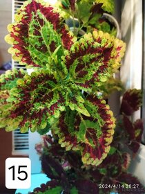 Africké okrasné kopřivy - Coleus - 2