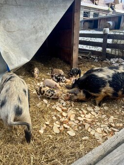 Prodám pastevní prasátka Kune Kune - 2