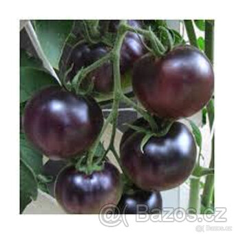 Rajče černé Black cherry koktejl. 20ks - 2