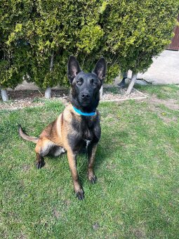 Belgický ovčák Malinois s PP - 2