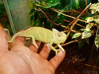Chameleon jemenský - 2
