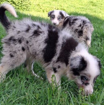 BORDER COLLIE - BLUE MERLE PEJSCI S PP - 2