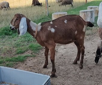 AN kozička možno i s matkou s POP - 2