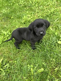 Štěňátko Labradorský retrívr - 2