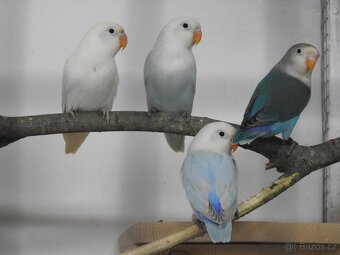 Agapornis Fischeri - 2