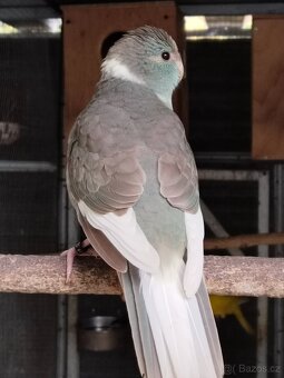 Kakariky,korela,andulka - 2