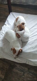 Jack Russel Teriér - 2