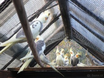 Rosela Korela Andulky Papoušci Alexandr - 2