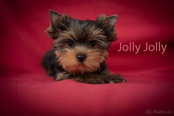 Jorkširský teriér s PP,fenky - ihned k odběru - 2