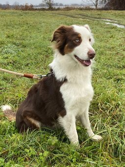 Australský ovčák - 2