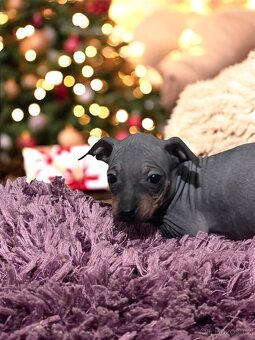 Americký bezsrstý teriér - 2