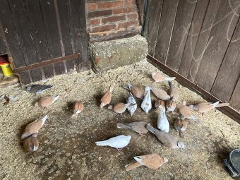 Hrdlička chechtavá - 2