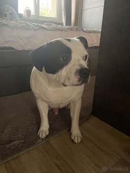 Stafordšírský bulteriér - 2