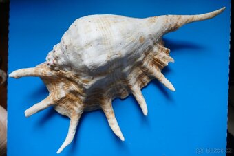 Lambis truncata XL - 2