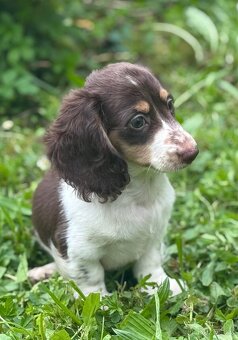 Jezevčík trpasličí králičí piebald - 2